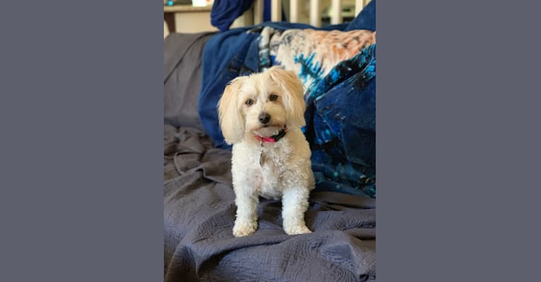 Peanut, a Poodle (Small) and Bichon Frise mix tested with EmbarkVet.com