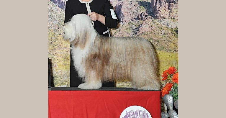 Photo of Spindrift Loves Truffle Kisses, a Bearded Collie  in Reno, NV, USA