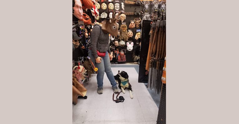Milo, a Border Collie and McNab mix tested with EmbarkVet.com