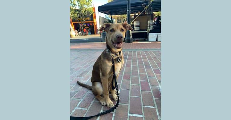 Photo of Conan, a German Shepherd Dog, American Pit Bull Terrier, and American Bulldog mix in California, USA