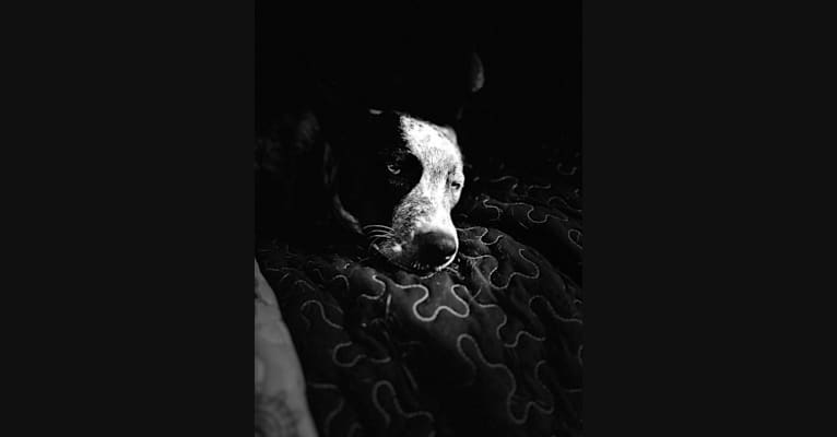 Monster X, an Australian Cattle Dog tested with EmbarkVet.com