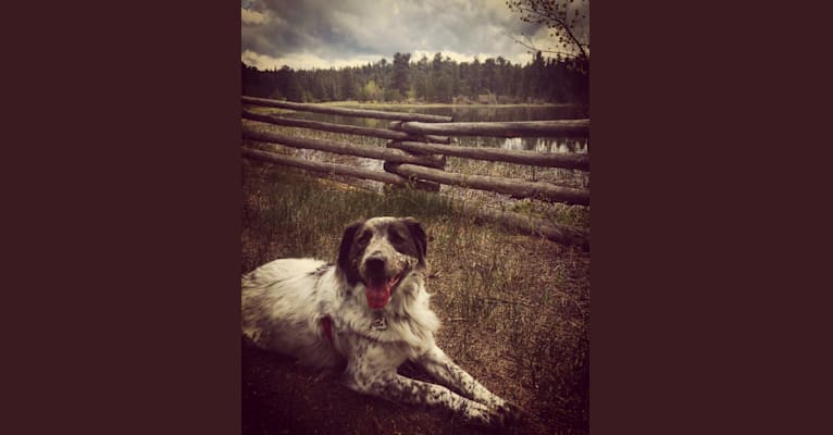 Toby, an American Pit Bull Terrier and German Shorthaired Pointer mix tested with EmbarkVet.com