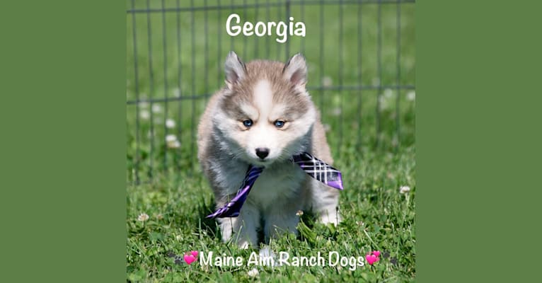 Georgia, a Pomsky tested with EmbarkVet.com