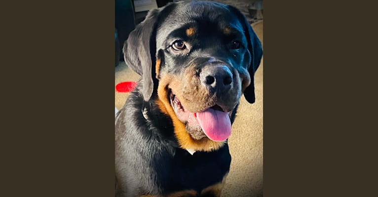 Chompy, a Rottweiler tested with EmbarkVet.com