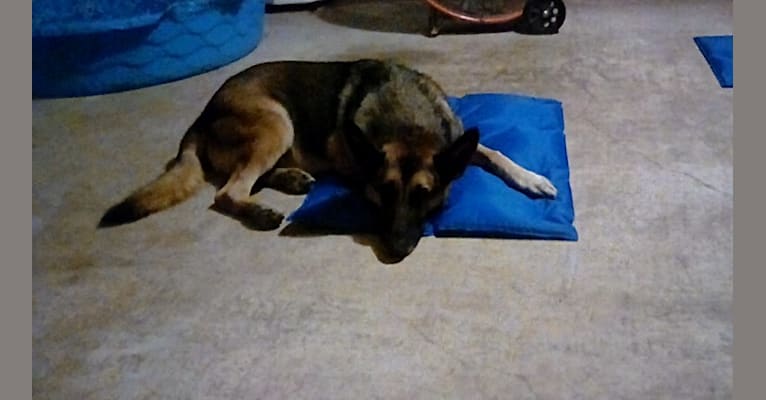 Lukka, a German Shepherd Dog tested with EmbarkVet.com