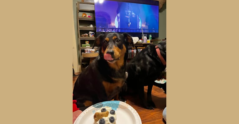 Ripley, an Australian Cattle Dog and Labrador Retriever mix tested with EmbarkVet.com