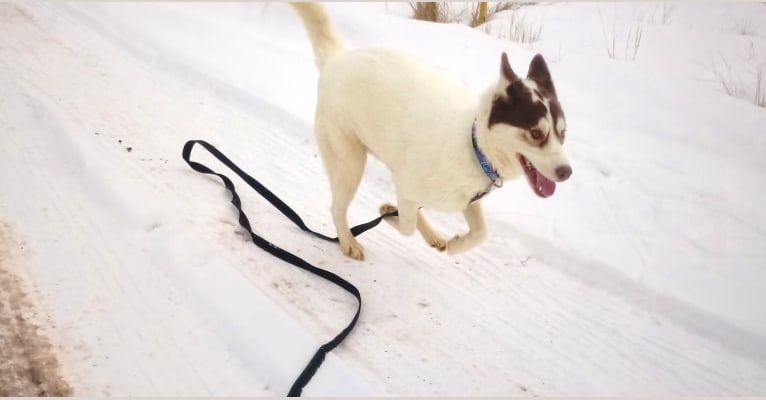 Kirsche, a Siberian Husky tested with EmbarkVet.com