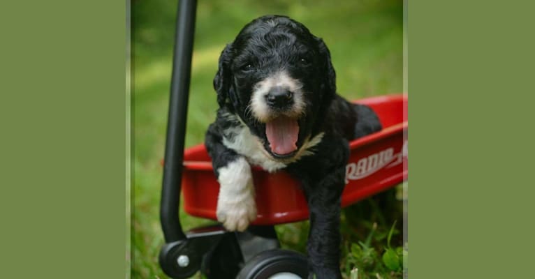 El Caniche Papi De' Doug, a Poodle (Standard) tested with EmbarkVet.com