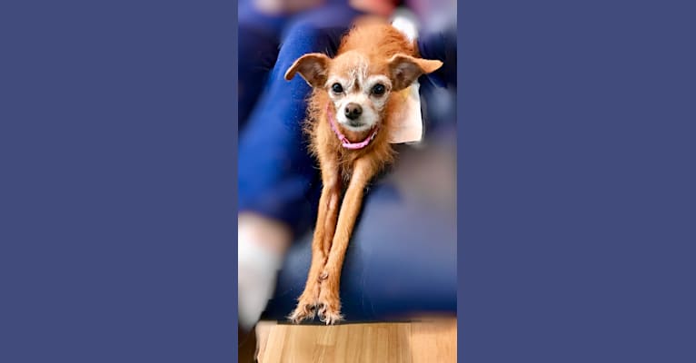 Tippy, a Chihuahua and Poodle (Small) mix tested with EmbarkVet.com