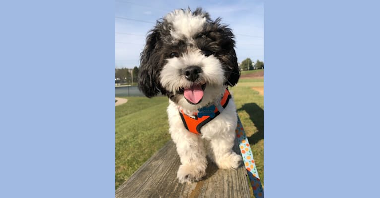 Jackson, a Zuchon tested with EmbarkVet.com