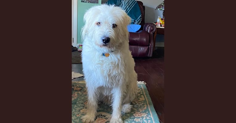 Phinehas, a Great Pyrenees and Komondor mix tested with EmbarkVet.com