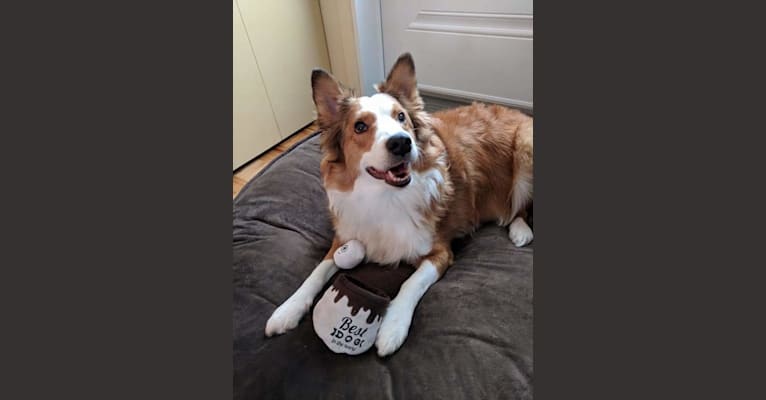 Daisy, a Bernese Mountain Dog and Collie mix tested with EmbarkVet.com