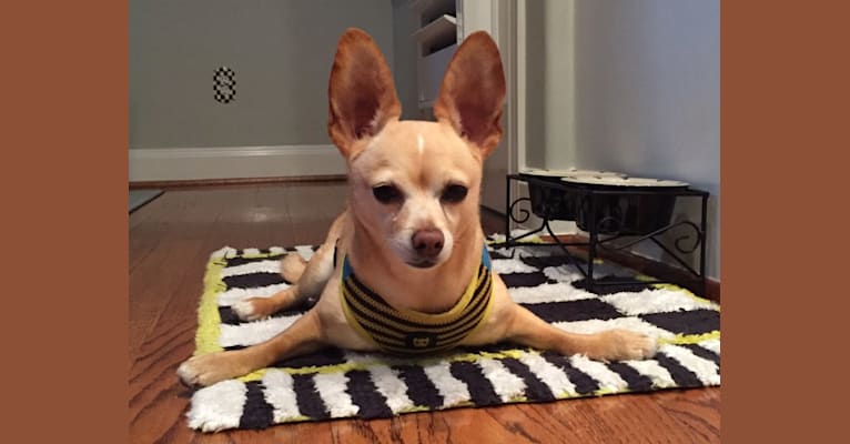 Puppet, a Pomeranian and Chihuahua mix tested with EmbarkVet.com