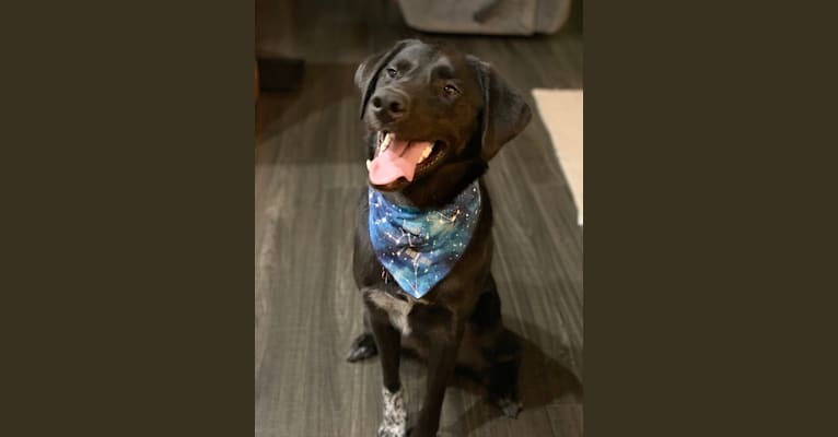 Guinness, a Labrador Retriever and Australian Cattle Dog mix tested with EmbarkVet.com