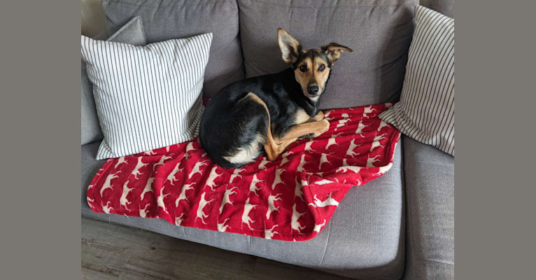 Cali, an Alaskan-type Husky and German Shorthaired Pointer mix tested with EmbarkVet.com