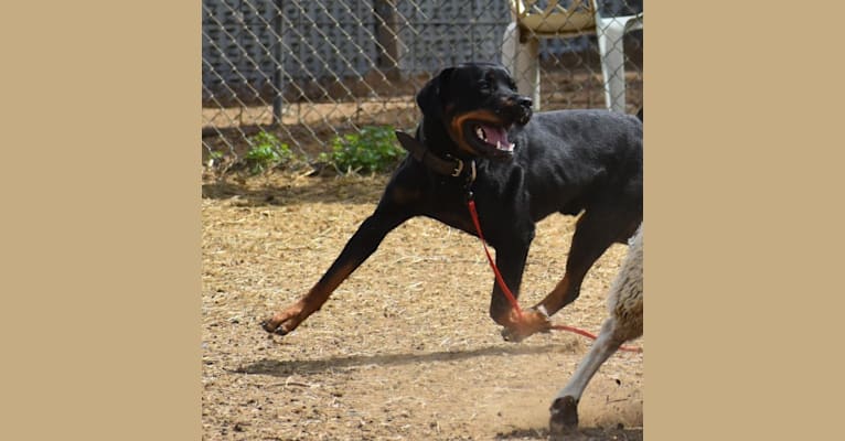Wüstenhaus Samson, a Rottweiler tested with EmbarkVet.com