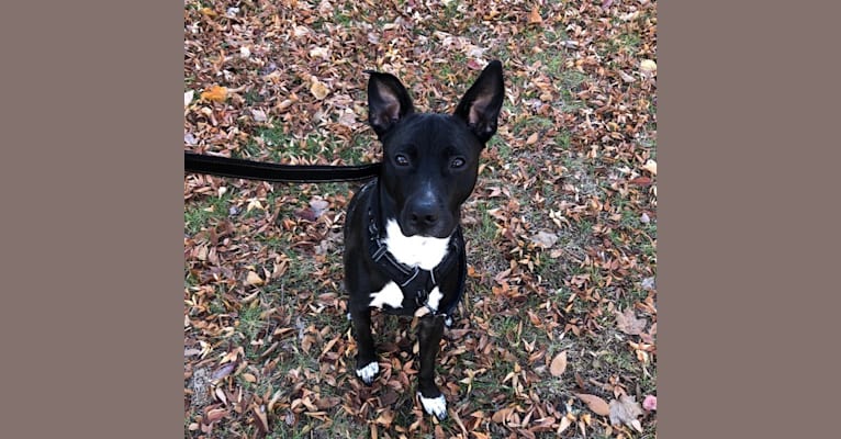 Rocky, an American Pit Bull Terrier and Akita mix tested with EmbarkVet.com