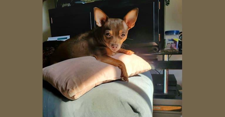 Mojo Jojo, a Chihuahua and Papillon mix tested with EmbarkVet.com
