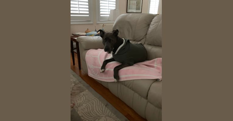 Sasha, an American Pit Bull Terrier and American Staffordshire Terrier mix tested with EmbarkVet.com