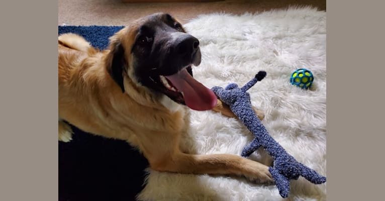 Juno, a Saint Bernard and German Shepherd Dog mix tested with EmbarkVet.com