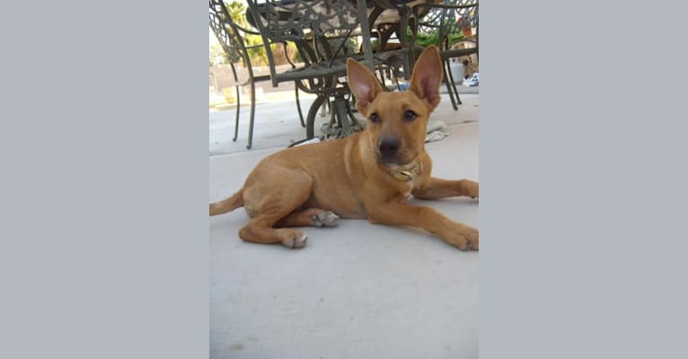 Puppy, an American Pit Bull Terrier and Australian Cattle Dog mix tested with EmbarkVet.com