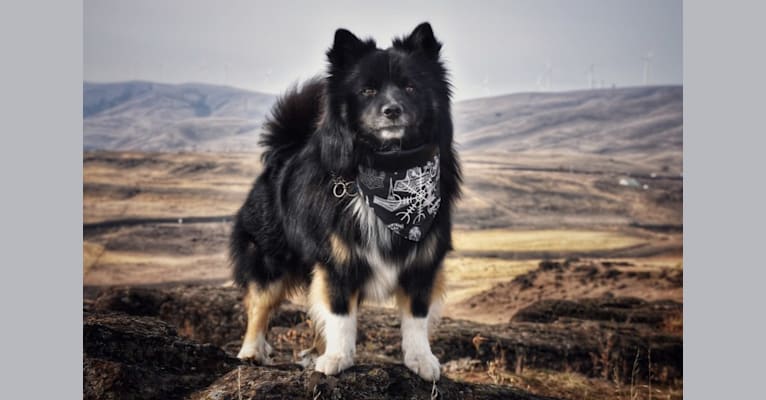 Jötunn, an Icelandic Sheepdog tested with EmbarkVet.com