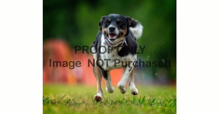 Gypsy, a Siberian Husky and American Pit Bull Terrier mix tested with EmbarkVet.com