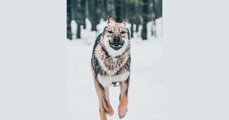 Olav, a Czechoslovakian Vlcak and German Shepherd Dog mix tested with EmbarkVet.com