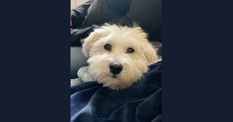 Bastien, a Havanese tested with EmbarkVet.com