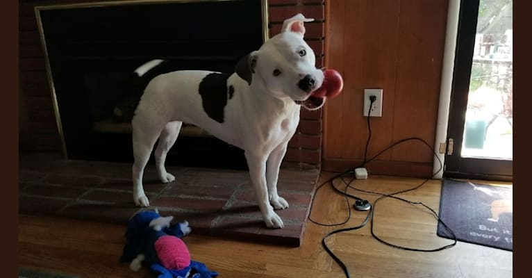 Luna, an American Pit Bull Terrier and American Staffordshire Terrier mix tested with EmbarkVet.com