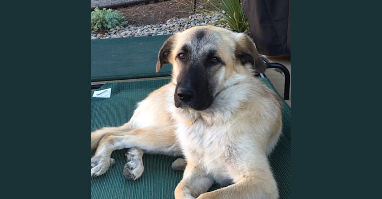Great pyrenees husky german sale shepherd mix
