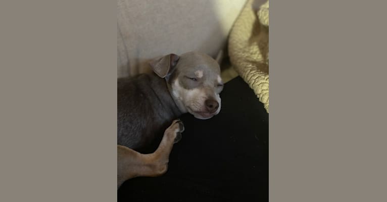 Photo of Bennie, a Chihuahua, Miniature Pinscher, Dachshund, and Mixed mix in Houston, Texas, USA