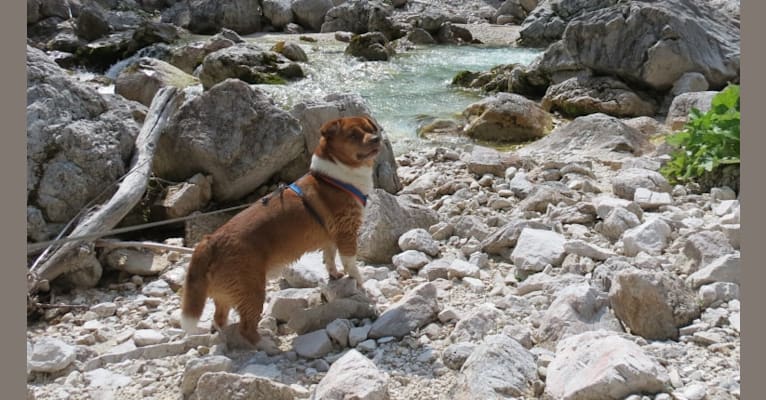 Photo of Bubi, a Pekingese, Russell-type Terrier, and Mixed mix in Croatia