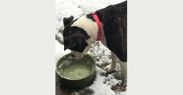 Ada, an American Staffordshire Terrier and Bulldog mix tested with EmbarkVet.com