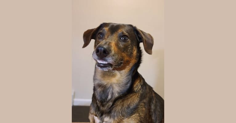 Photo of Wilbur, a Dachshund, Norwegian Elkhound, Mountain Cur, and Mixed mix in Louisiana, USA