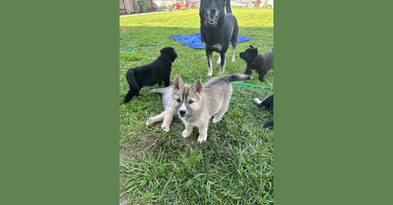 Zima, a Siberian Husky and German Shepherd Dog mix tested with EmbarkVet.com