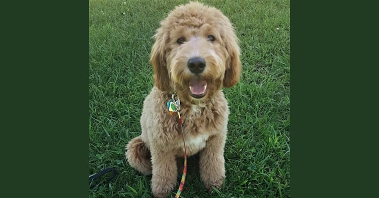 Kasey, a Goldendoodle tested with EmbarkVet.com