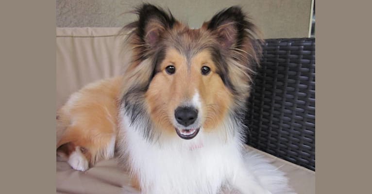 Kenzie, a Shetland Sheepdog tested with EmbarkVet.com