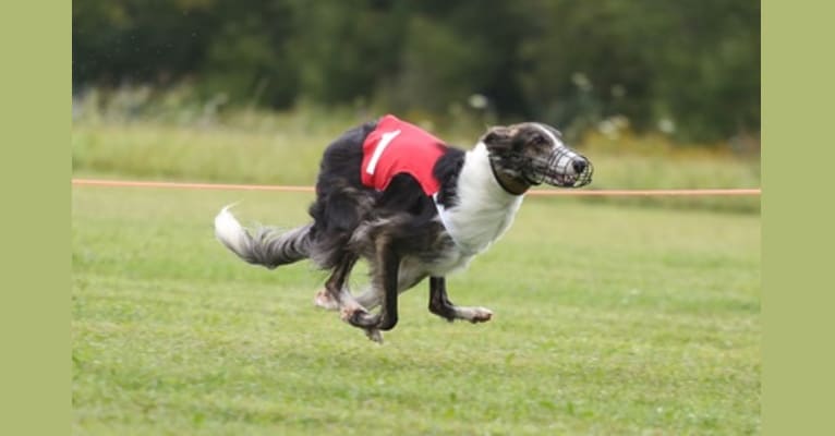 Kohl, a Silken Windhound tested with EmbarkVet.com