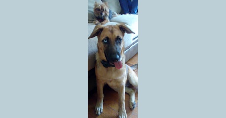 Embark Dog Dna Test Breed
