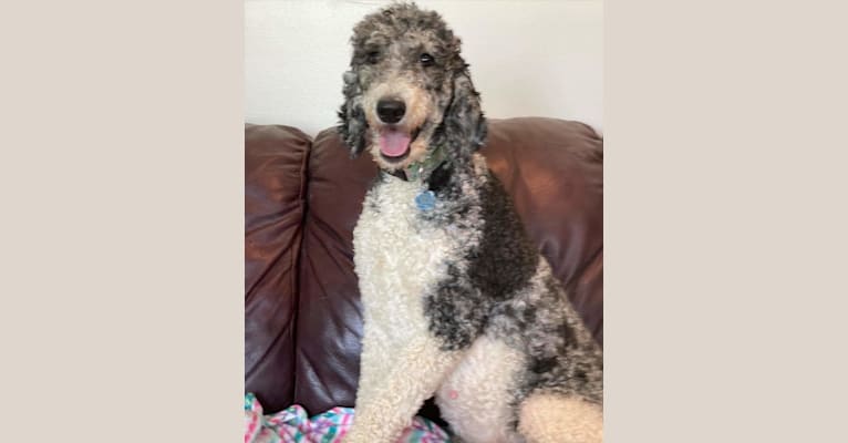Paisley, a Poodle (Standard) tested with EmbarkVet.com