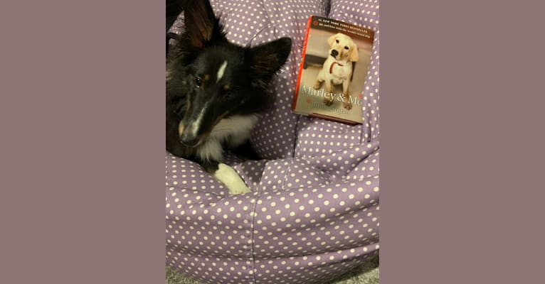 Whiskey Cash Adams, a Shetland Sheepdog tested with EmbarkVet.com