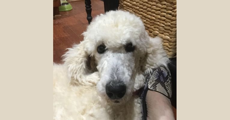 Jubilee, a Poodle (Standard) tested with EmbarkVet.com