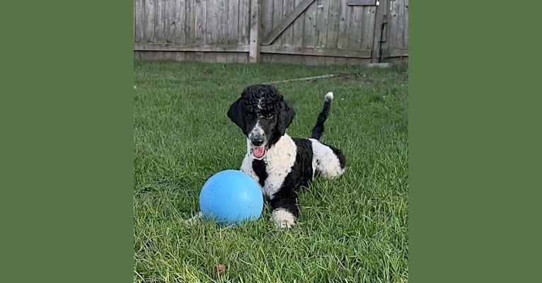 Archie, a Poodle tested with EmbarkVet.com