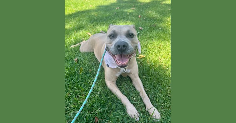 Photo of Dani, an American Bully and Mixed mix in Los Angeles, CA, USA