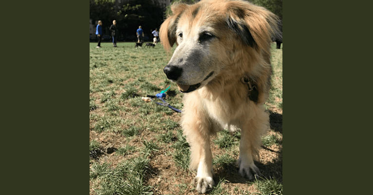 Max, a Shiba Inu and Golden Retriever mix tested with EmbarkVet.com