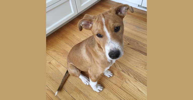 Clyde, an American Village Dog and American Pit Bull Terrier mix tested with EmbarkVet.com
