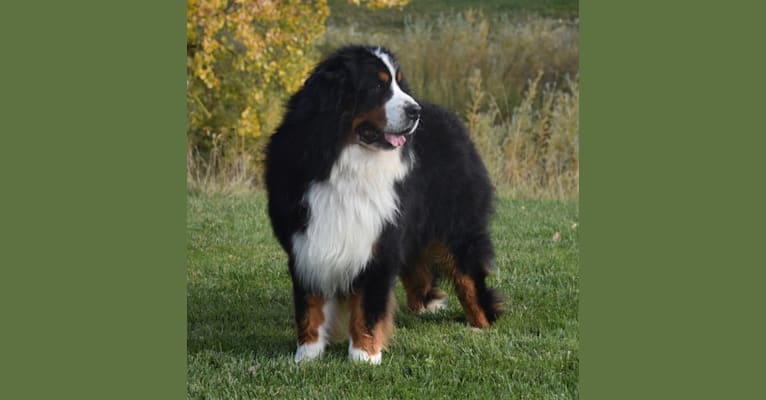 Wally, a Bernese Mountain Dog tested with EmbarkVet.com
