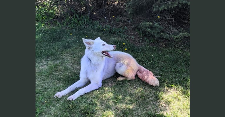 Juneau, a Siberian Husky and Labrador Retriever mix tested with EmbarkVet.com