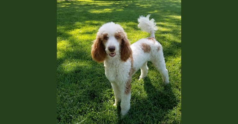 Peppermint, a Poodle (Standard) tested with EmbarkVet.com